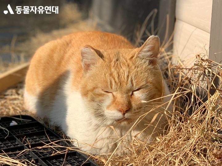 동물자유연대 : [﻿﻿동네고양이 이야기] 동네고양이의 고통, 구내염