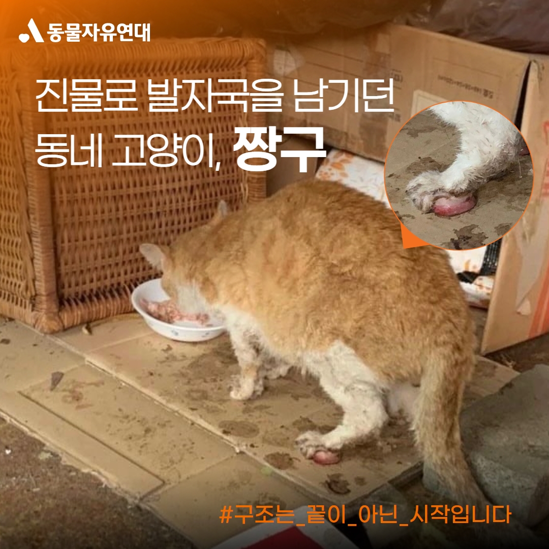 동물자유연대 : [구조] 진물로 발자국을 남기던 동네 고양이, 짱구