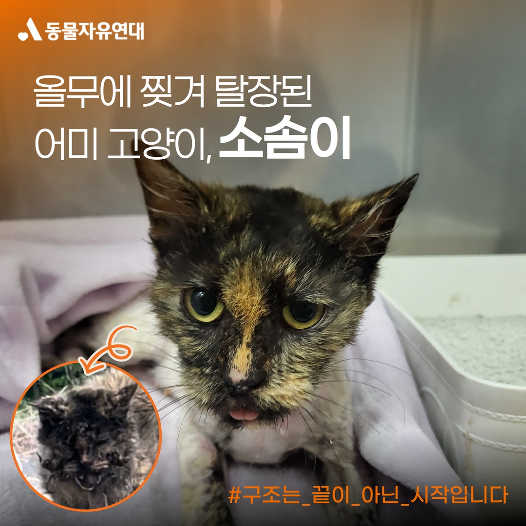 동물자유연대 : [구조] 올무에 찢겨 탈장된 어미 고양이, 소솜이