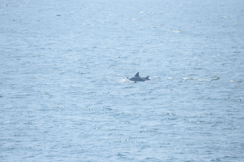[논평] 바다로 돌아간 남방큰돌고래 '삼팔이'의 출산을 축하하며