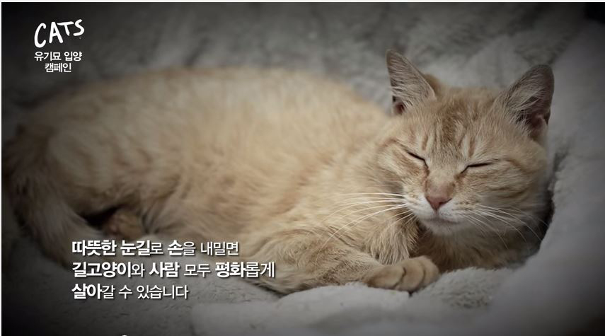 동물자유연대와 뮤지컬 '캣츠'가 함께 하는 길고양이 인식 개선 및 입양 캠페인