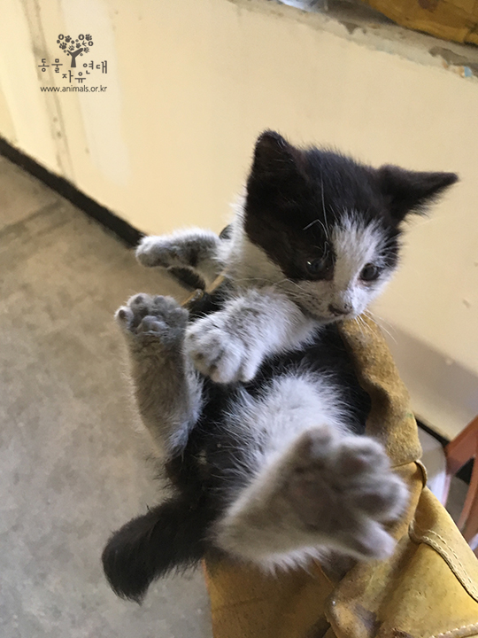 [구조]남루한 모습의 유기 페르시안 '비비', 파이프에 빠진 새끼 고양이