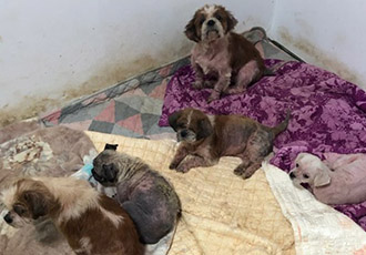 [제보] 버림받고 병에 걸려 고통 속에 살고 있는 13마리 개들