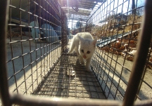 [구조] 건물 틈에 빠져 4일째 고립된 새끼 고양이 구조!