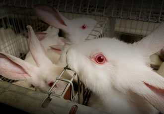[오늘은, 동물] 4월 24일, 세계 실험동물의 날. 동물실험은 이제 그만!