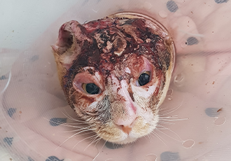 전신 화상을 입고 구조된 고양이 호순이가 최근 수술을 받았습니다.