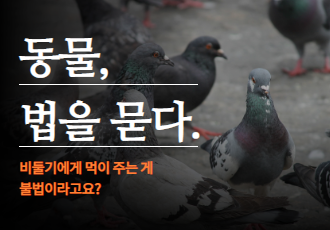 [동물 법을 묻다] 비둘기에게 먹이 주는 게 불법이라고요?