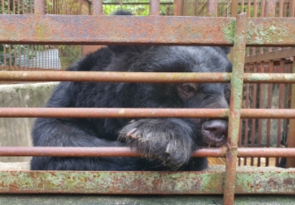 [논평]불법 증식한 탈출 사육곰 몰수하여 보호하라