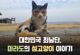 대한민국 최남단, 마라도의 섬고양이 이야기