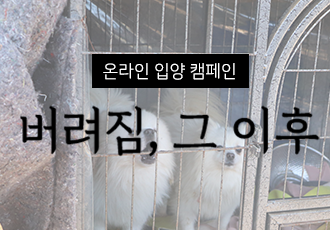[온라인 입양캠페인] 벽강보호소 동물들의 '버려짐, 그 이후' 이야기에 함께해주세요!