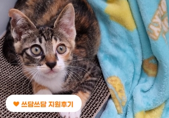 [지원후기]의식을 잃고 쓰러져있던 새끼 고양이 '애기'