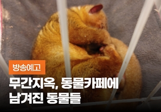 [방송예고] 무간지옥, 동물카페에서 벗어난 동물들과 남겨진 동물들