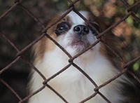 [TV동물농장 방영, 번식장실태] 강아지공장 철폐를 위한 행동에 동참해주세요!