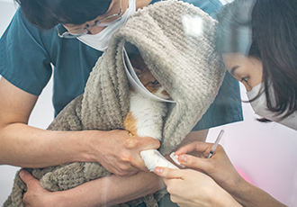 서울탑동물병원에서 온캣으로 의료 봉사를 와주셨습니다!👨‍⚕️