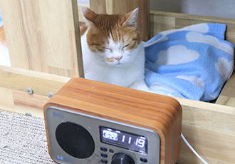 라디오 듣는 고양이? 감수성 풍부한 ‘영미’📻
