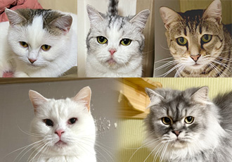 [C23-12관외] 각각 다른 사연으로 구조된 고양이들 '동엽이, 뚱이, 방구, 쌕쌕이, 씨씨'