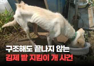 [동물학대] 구조해도 끝나지 않는 김제 밭 지킴이개 방치 학대 사건