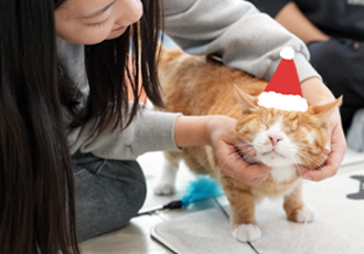 고양이들과 함께라 더 따뜻했던 ‘온캣에서 미리 크리스마스’ 후기🎅