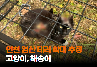 [구조] 인천 염산 테러 학대 추정 고양이, 해송이