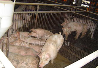 농장동물의 삶 - 돼지(1)