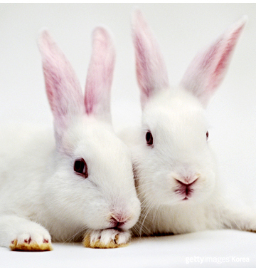 2015년 3월, 화장품 동물실험 금지 입법 운동이 드디어 결실을 보게 됩니다. 