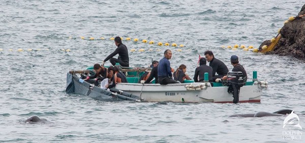 올해도 어김없이 시작된 일본 타이지 돌고래 포획과 살육 