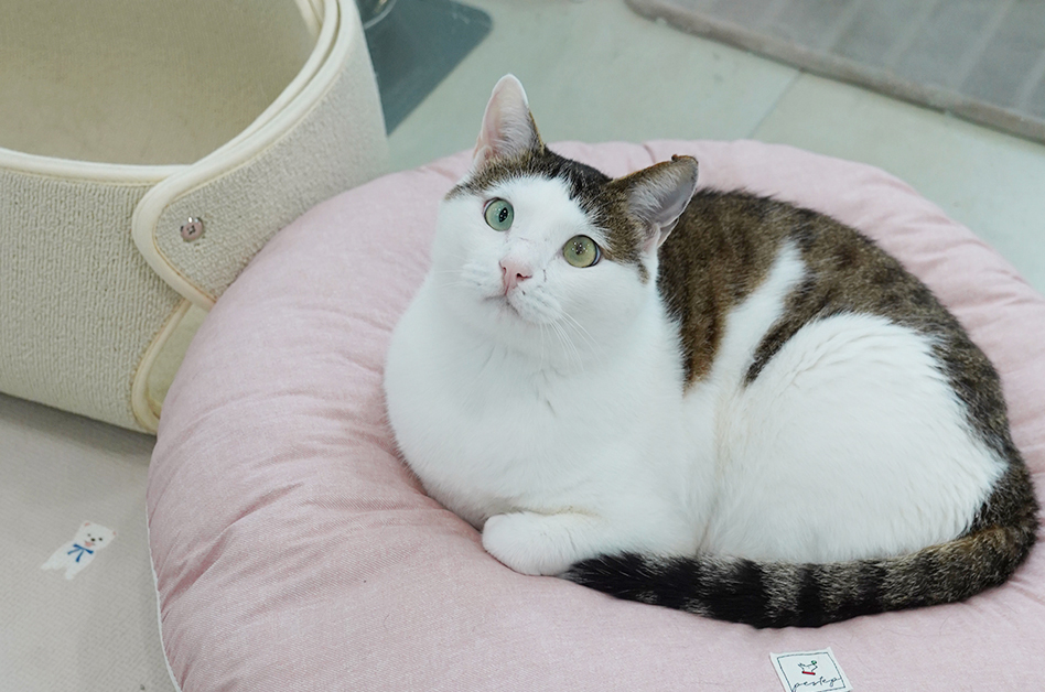 언제나 다정하고 귀여운 '뻔창이'