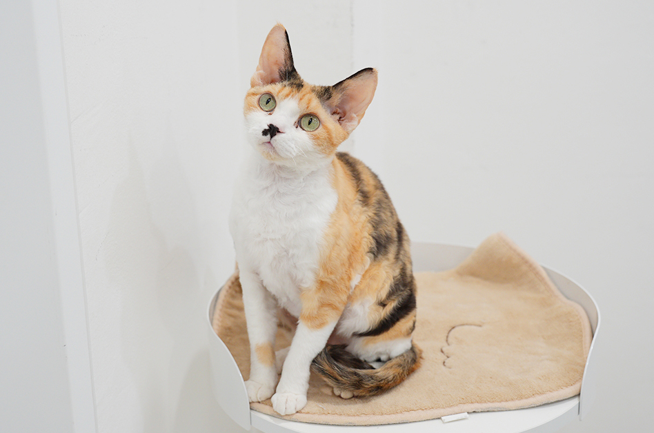 가족을 기다리는 불법 번식장 구조묘들 