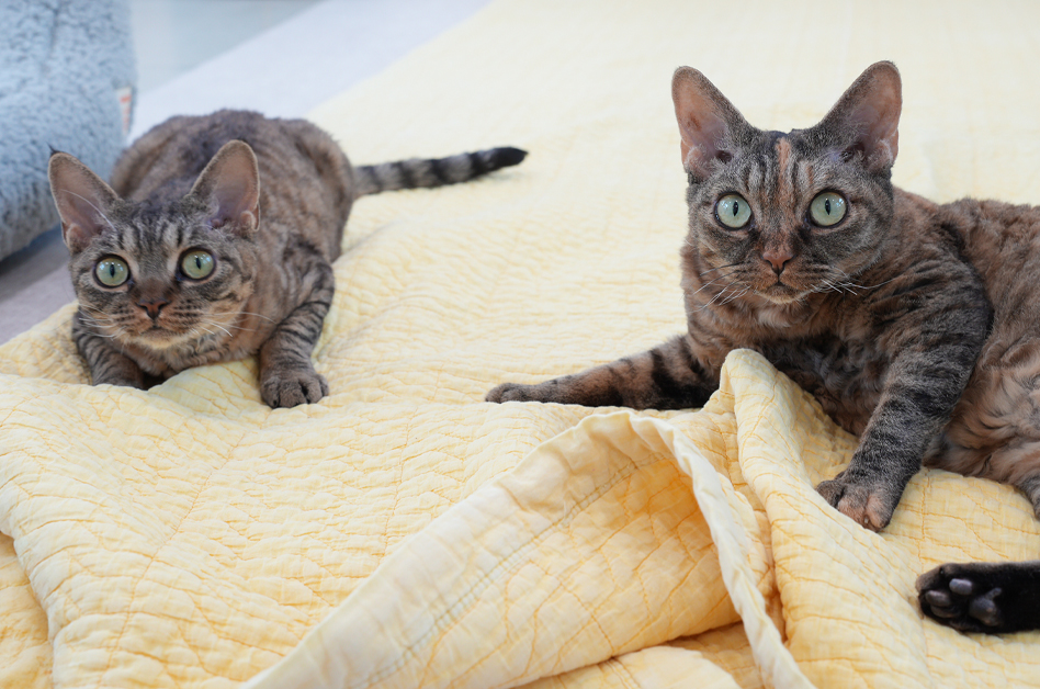 번식장 속 지켜낸 생명 ‘덤보’와 ‘포비’