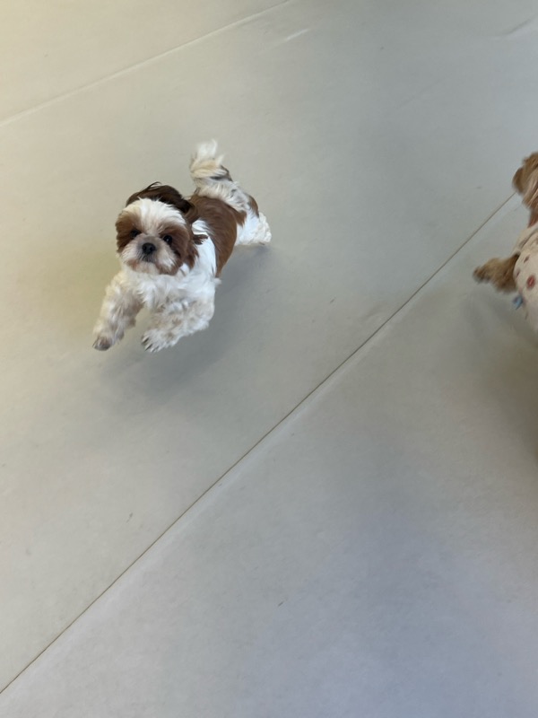 토리와 함께한 한달후기