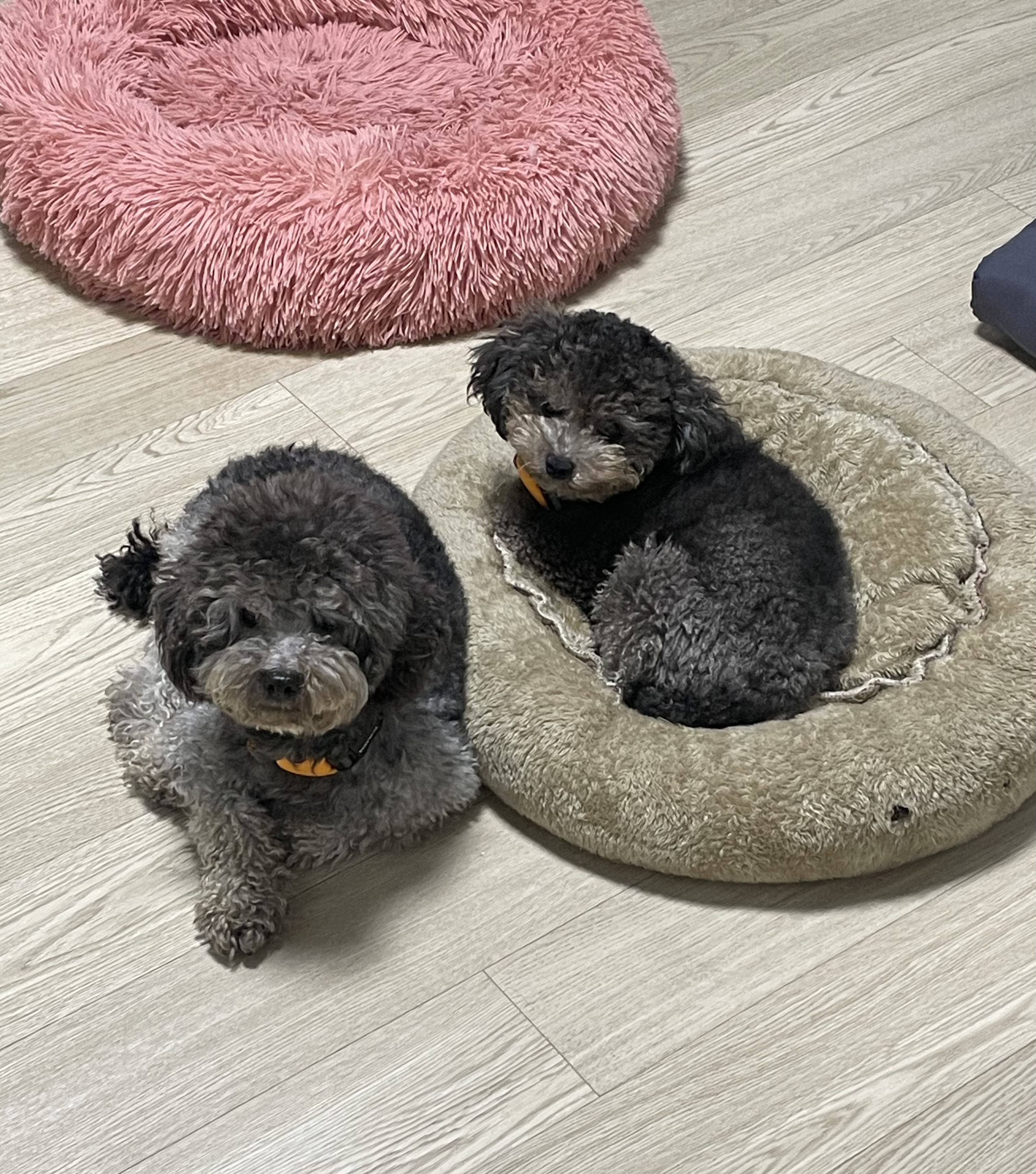 모리 입양 & 모찌 (이전 지그) 임시보호 후기 입니다.