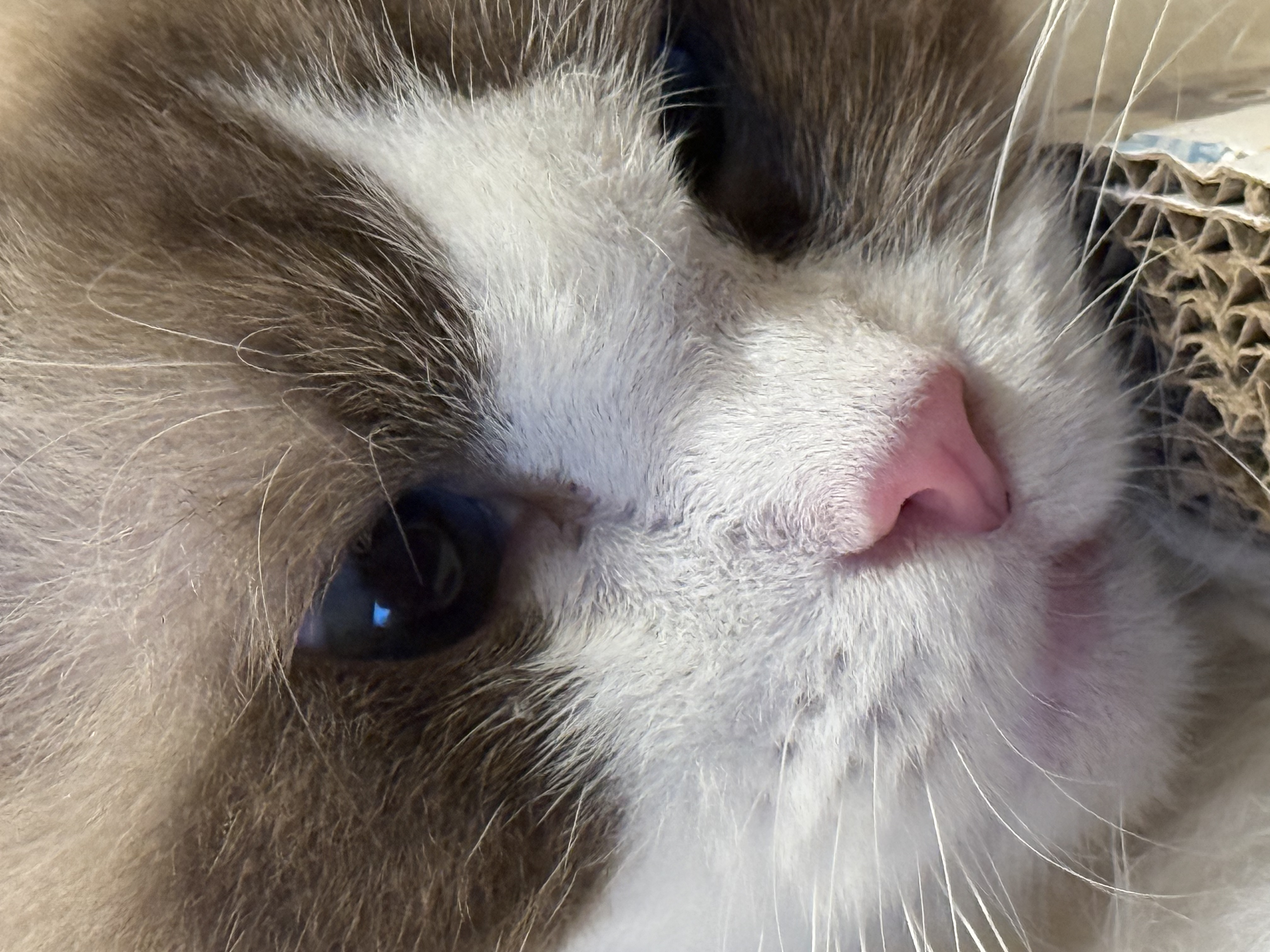 조금 늦은 모모(마찌) 입양 한달차 후기에요