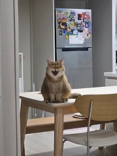 두두 (구 삼월이) 한달 후기 🧡