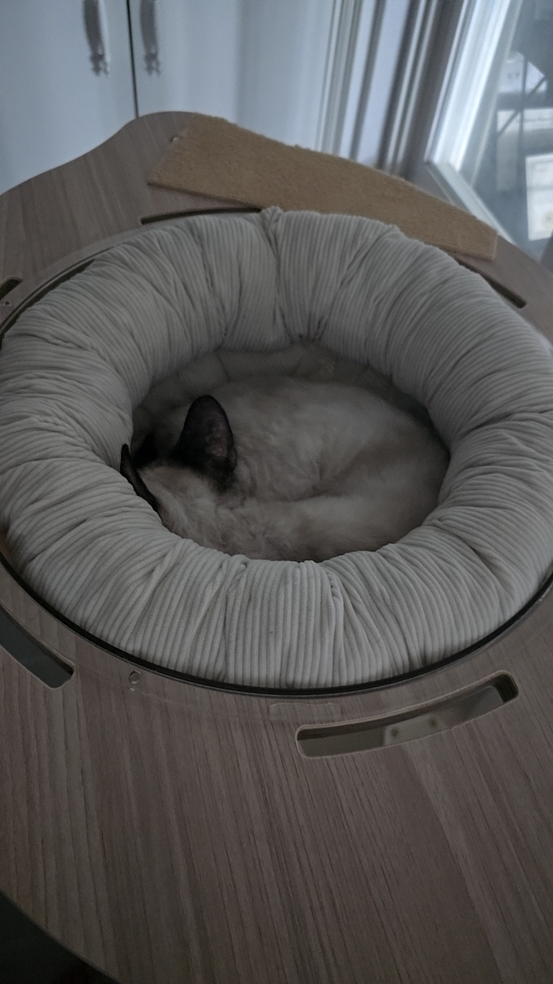 바다 입양한달기