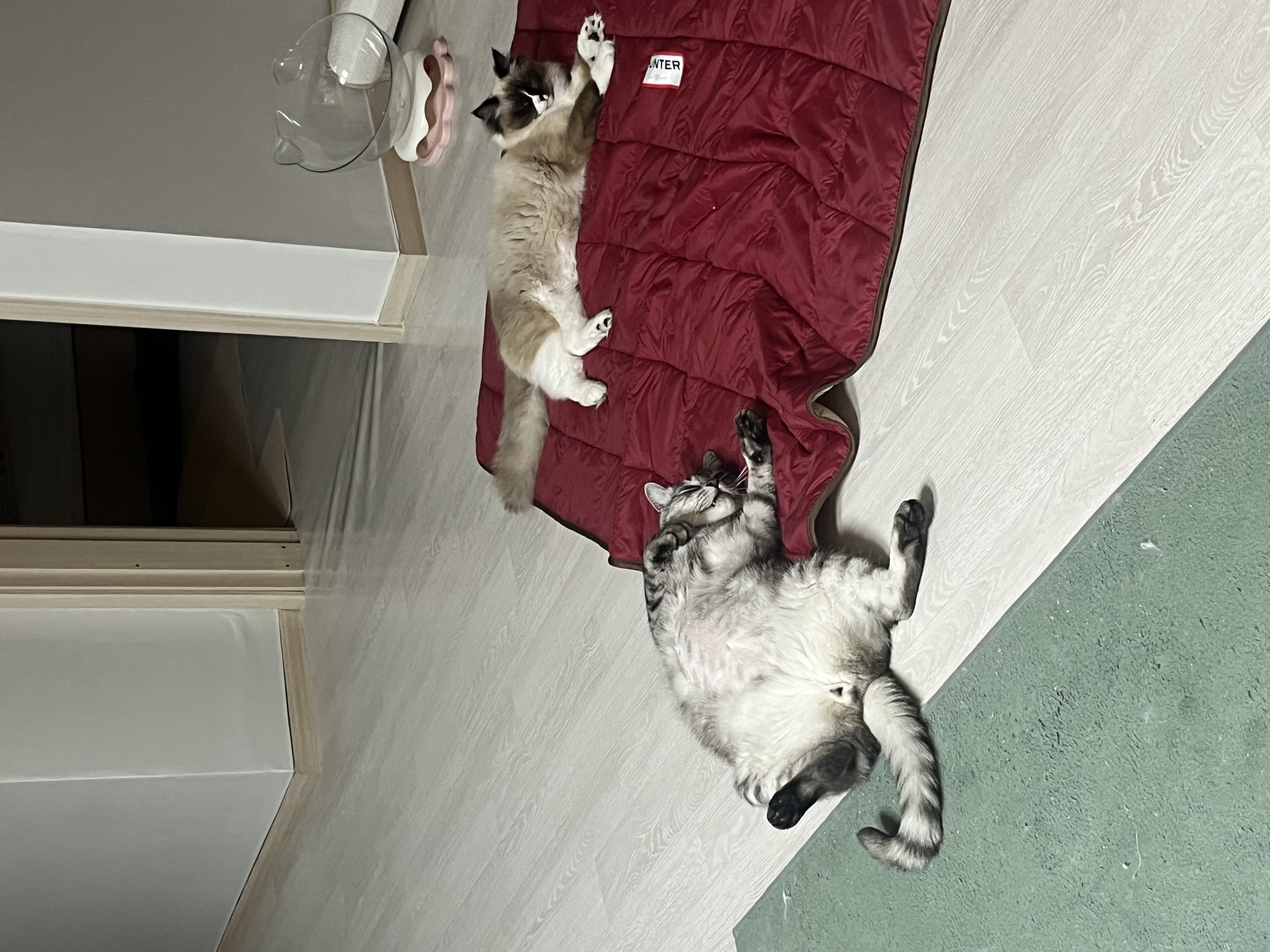 나는 산호 청소년 고양이에요