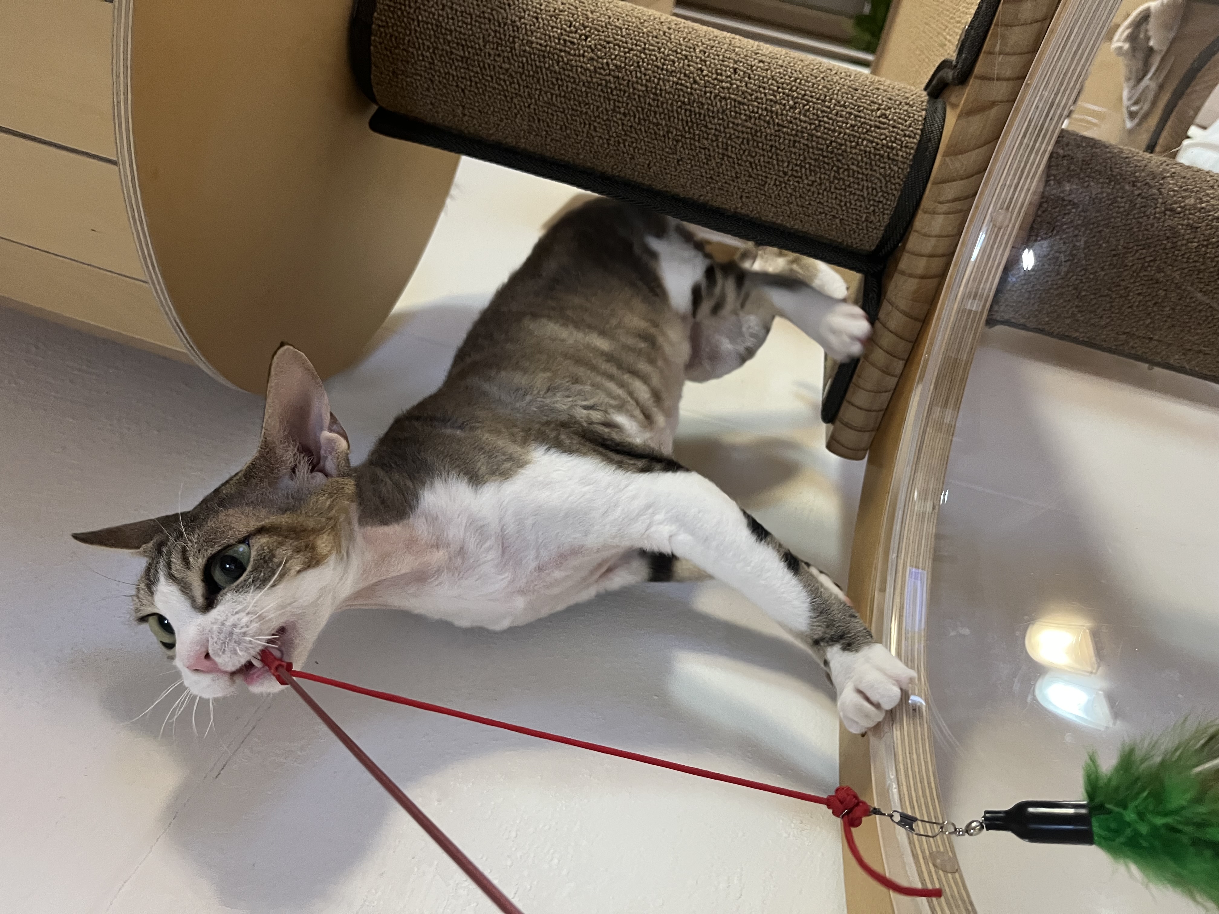 머루가 된 까까의 한달입니다