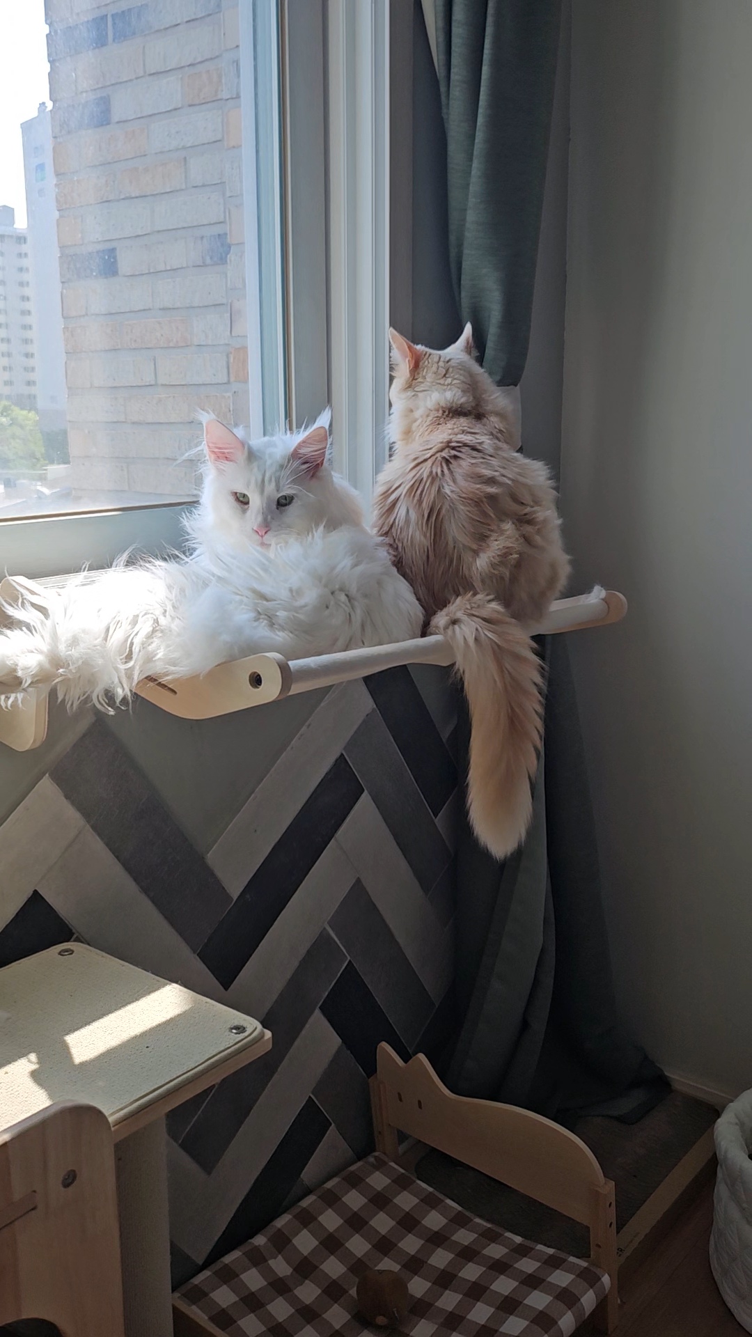 쟈냐깨냐(이순이 모이) 근황