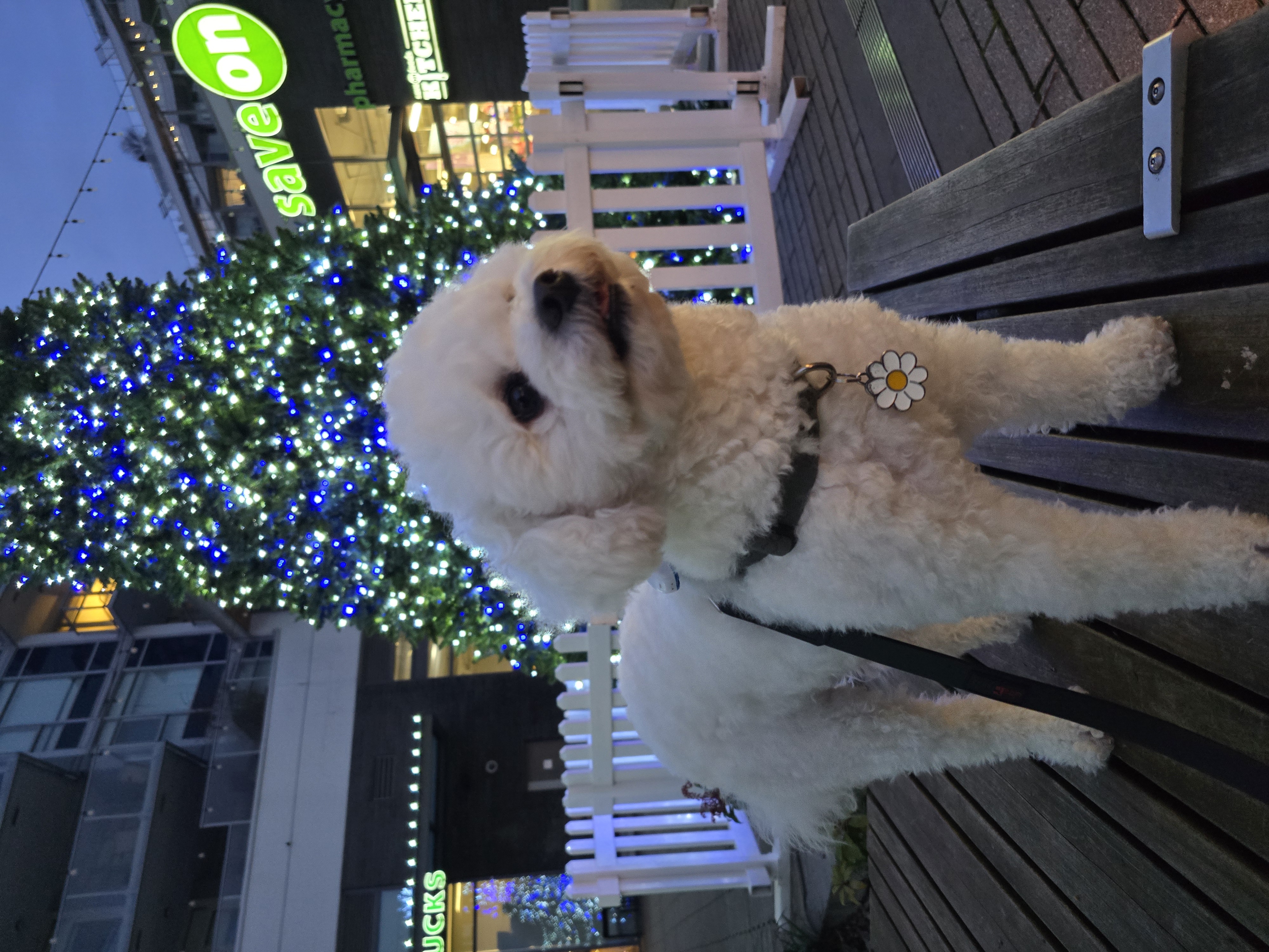 파피(구 양말이) 입양 2년 후기