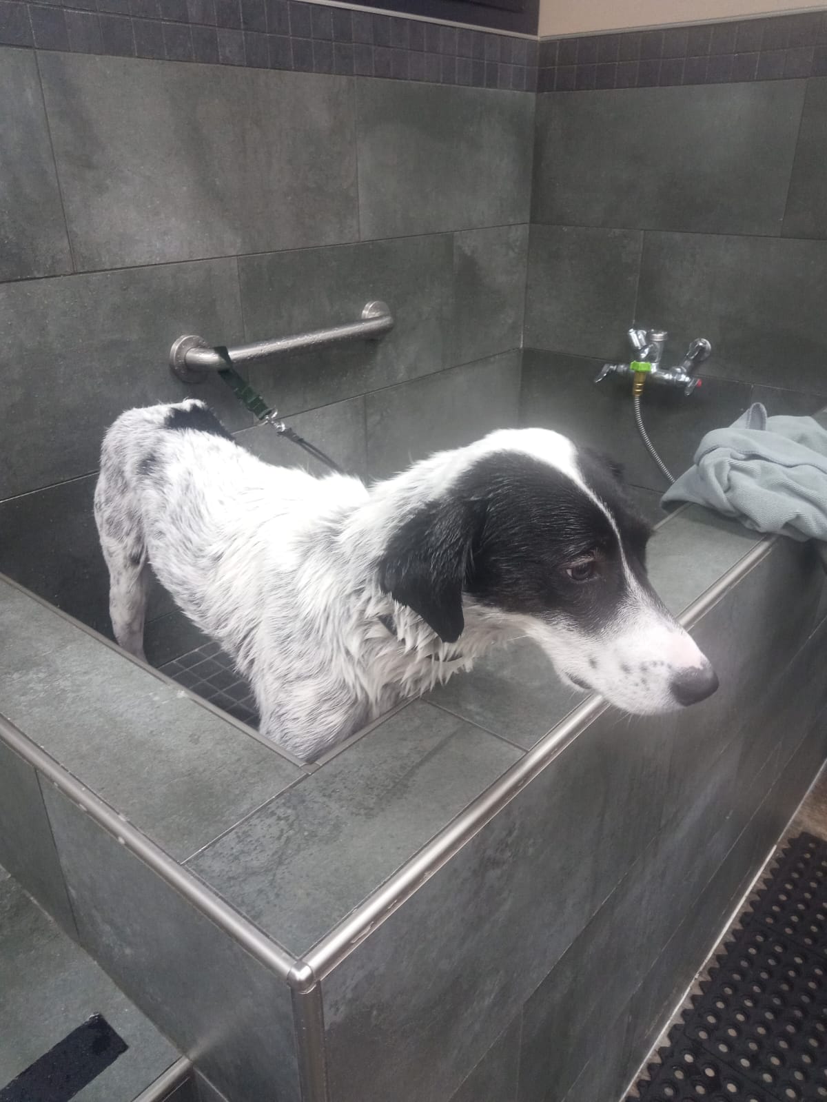 [해외입양] 캐나다 밴쿠버에서 전해온 '록시' 소식💌