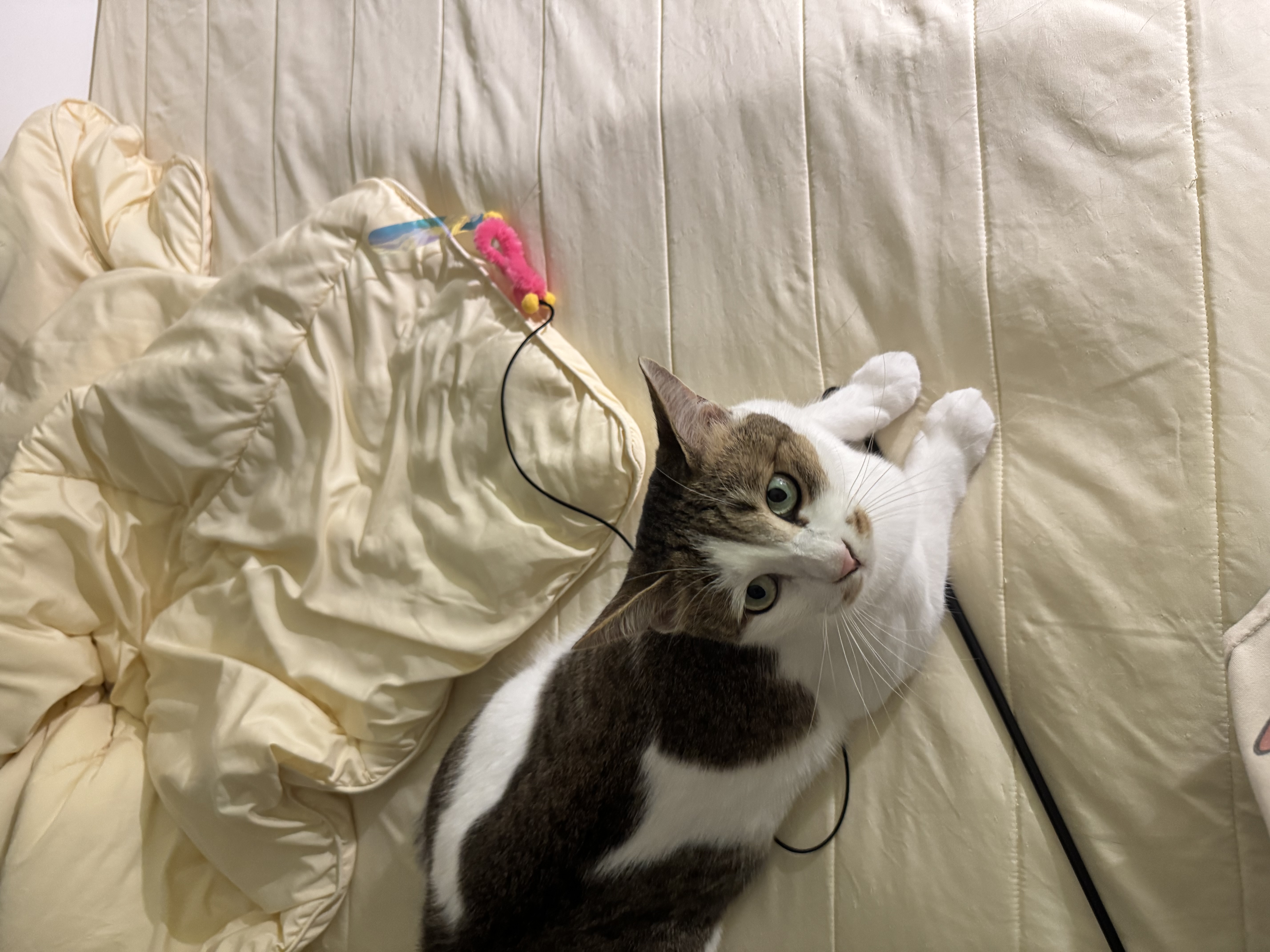 로지(이튼이) 입양 2년후기