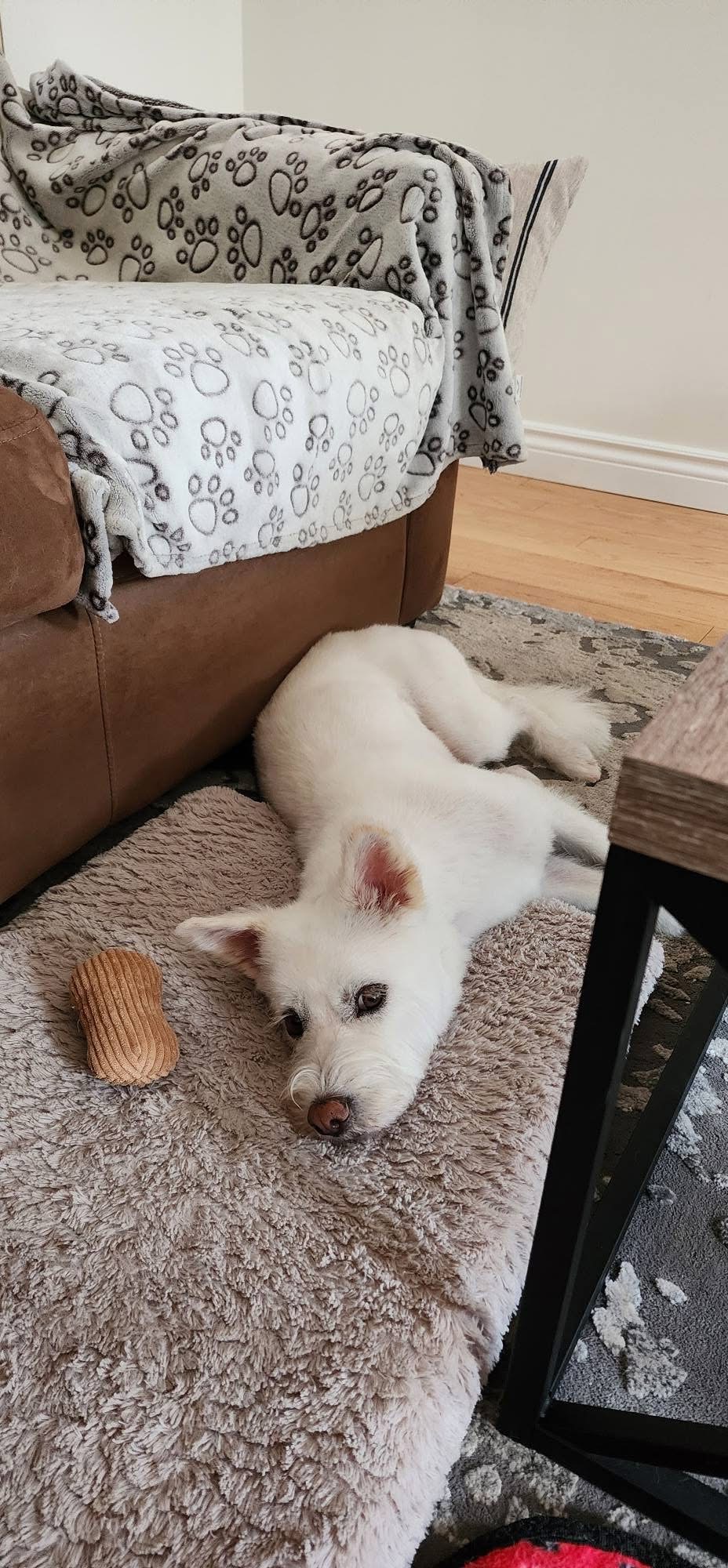 [해외입양] 캐나다 토론에서 전해온 '백이' 소식💌