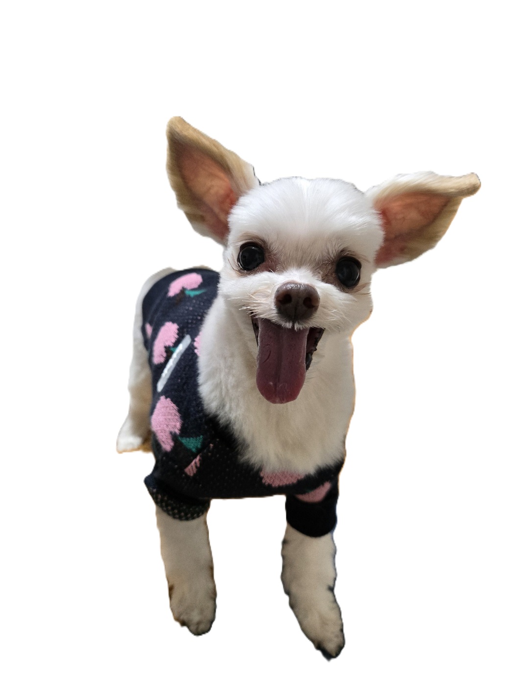 짜니 소식이에요~
