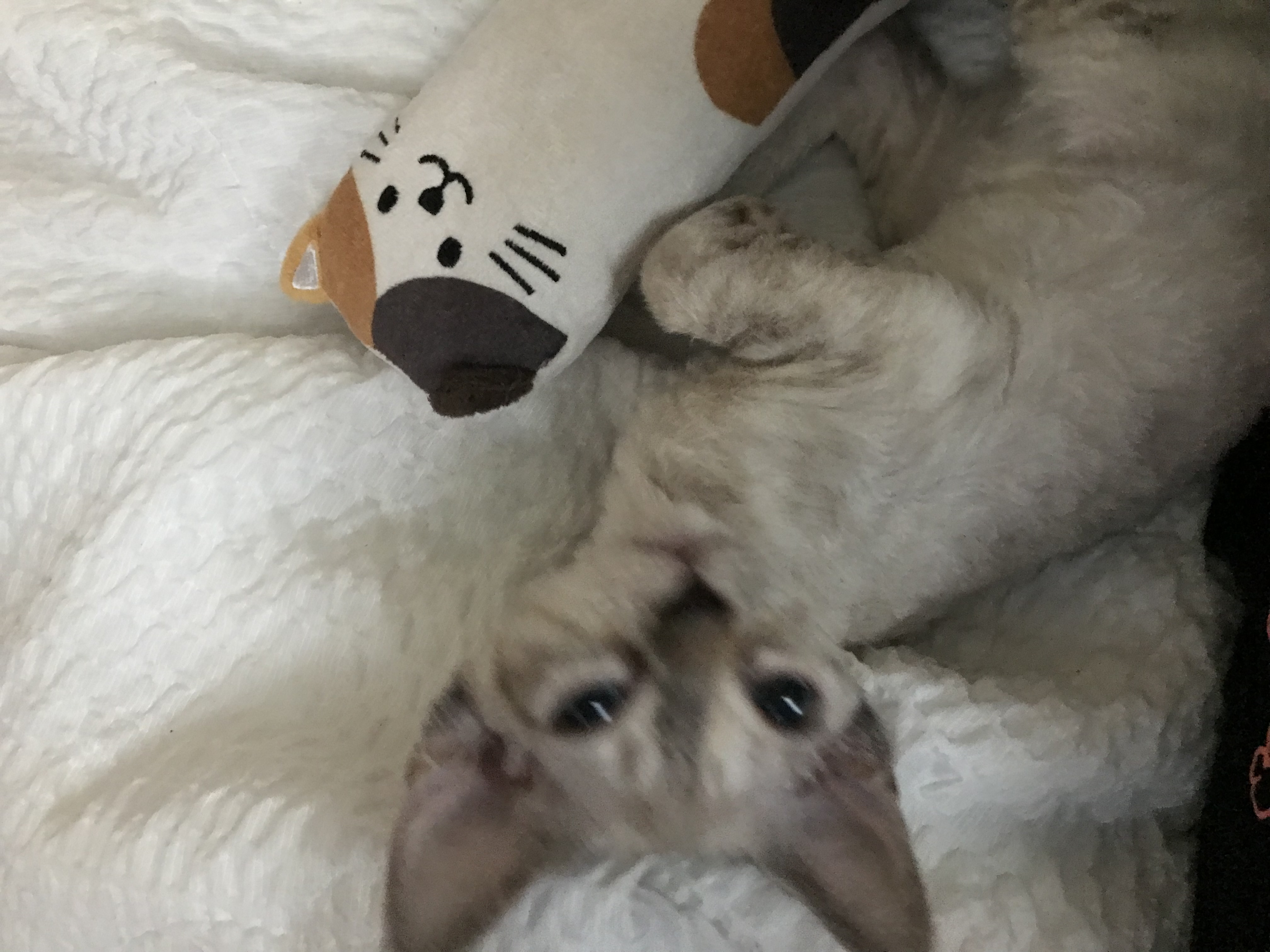 김새로(던회)와 함께한 일주일차