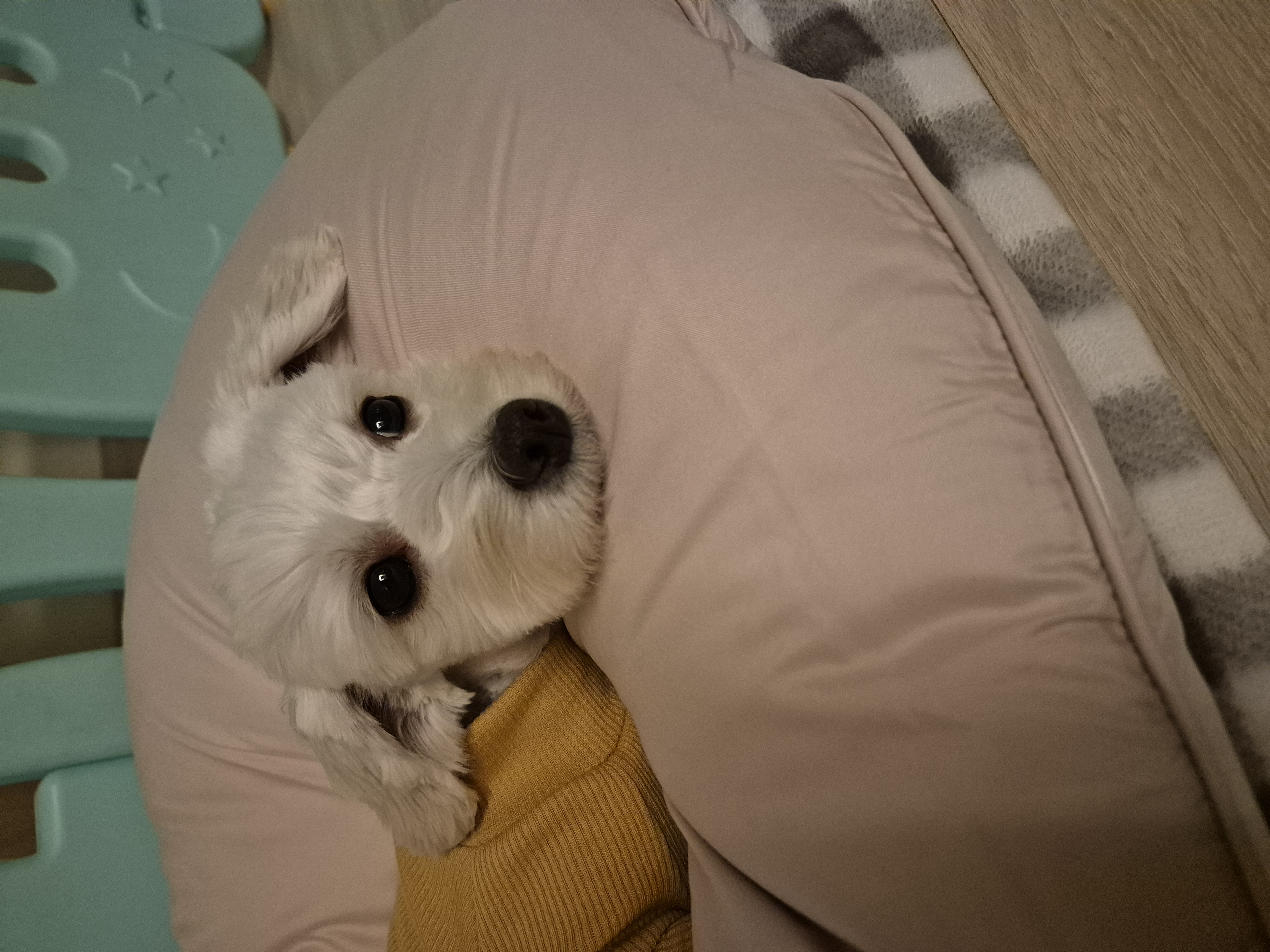 가족이된지1년되는날바람이네입니다.♡ 