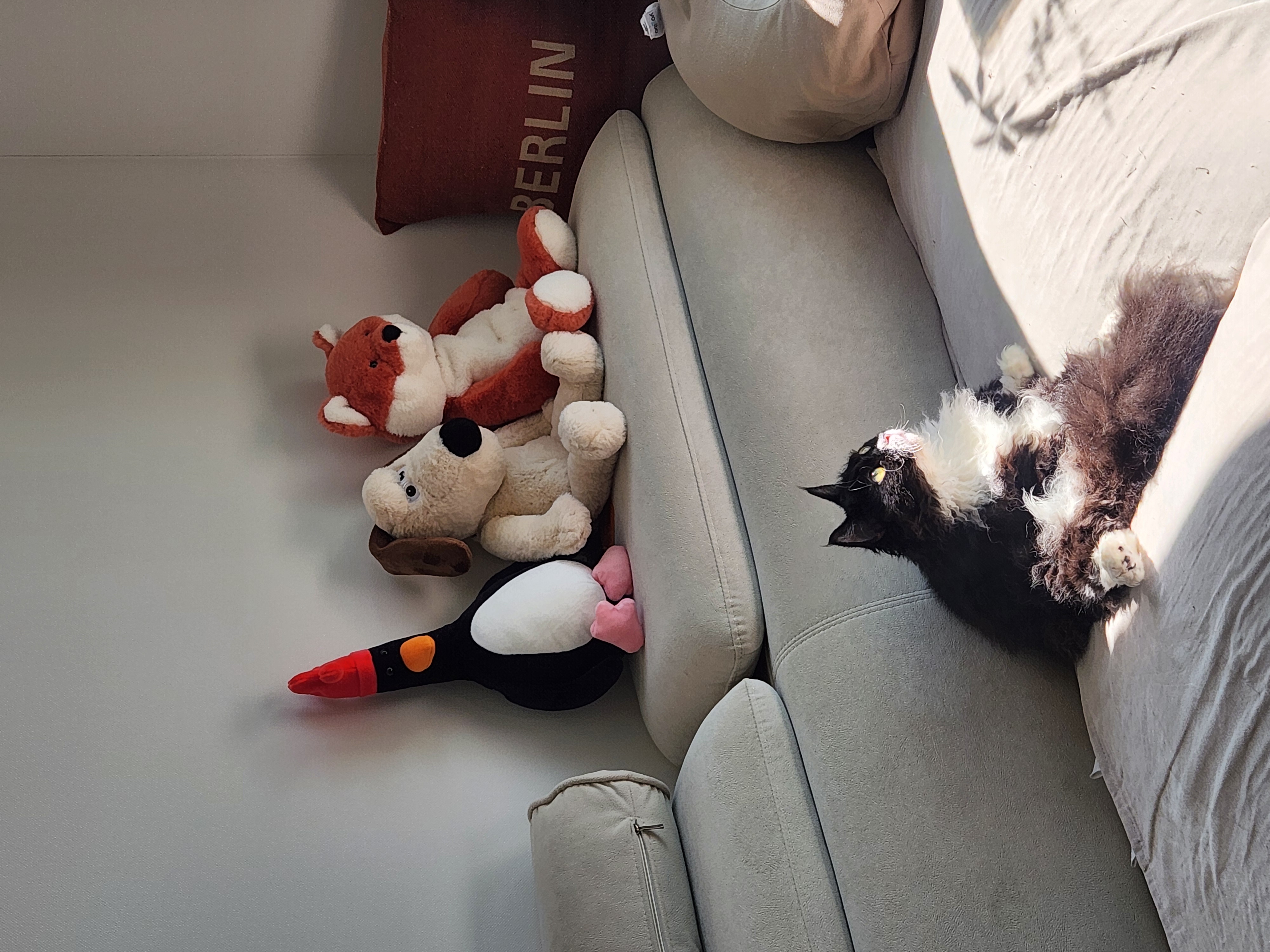 [울산구조묘] 라니(구 먼지)의 행복한 근황