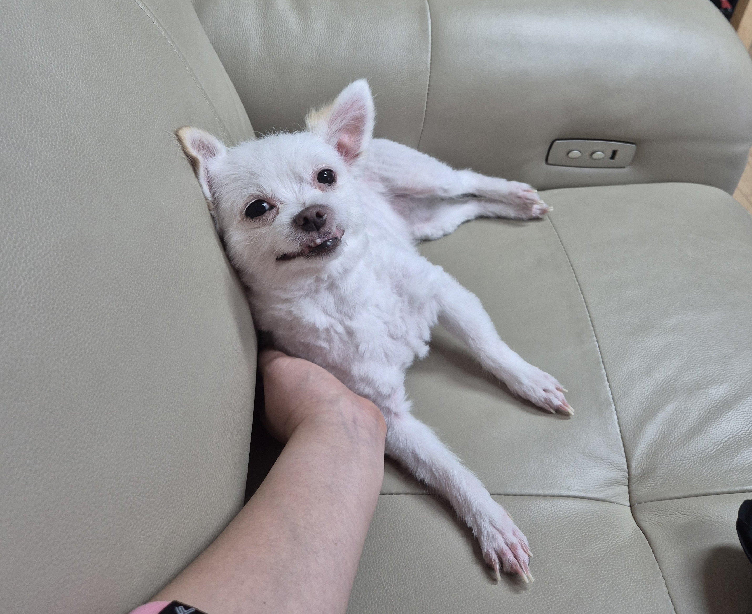 충남 구조견 오투(현 설희) 근황 올려봐요^^