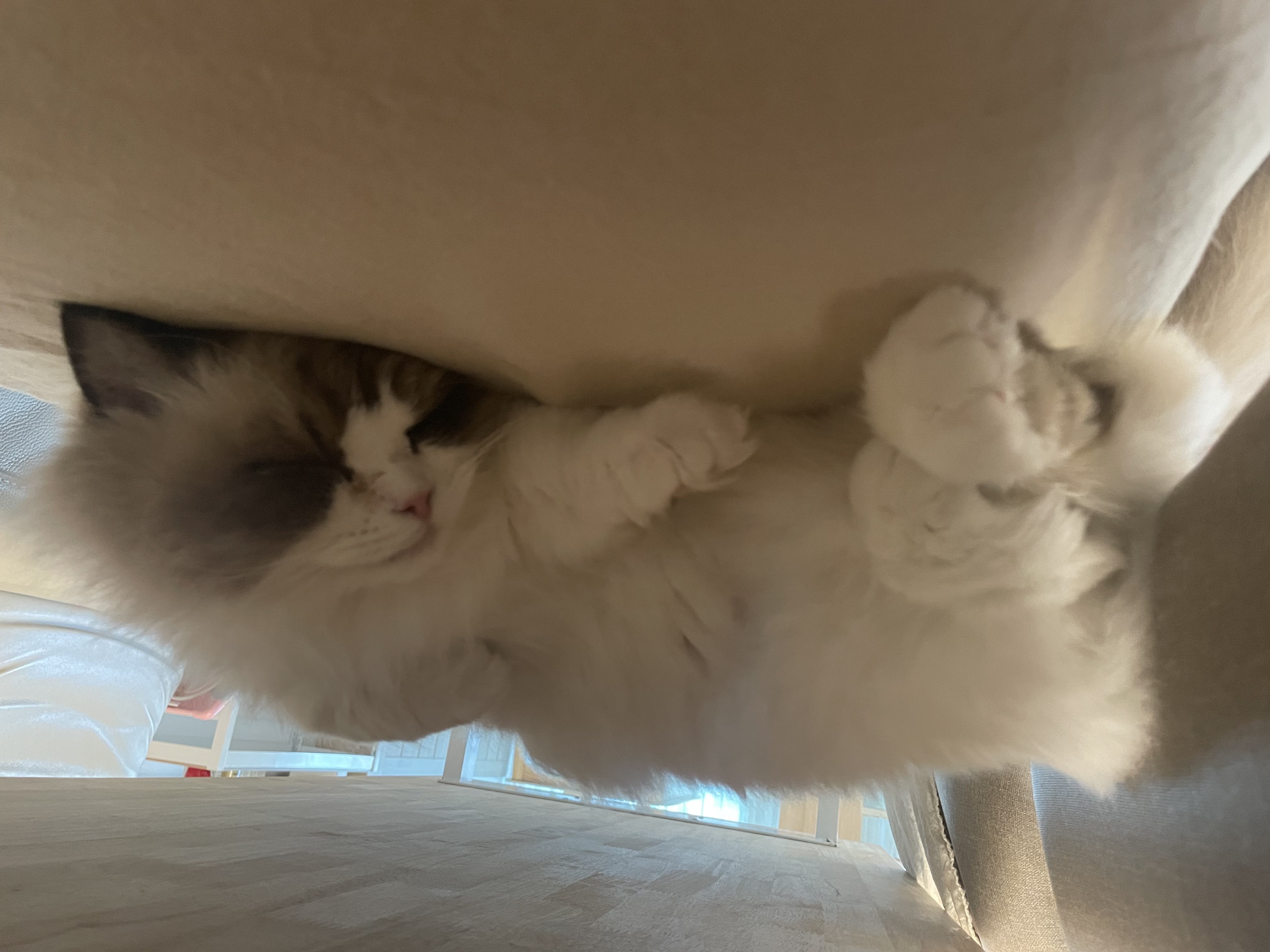 춘식(마루미)이 입양 일주일