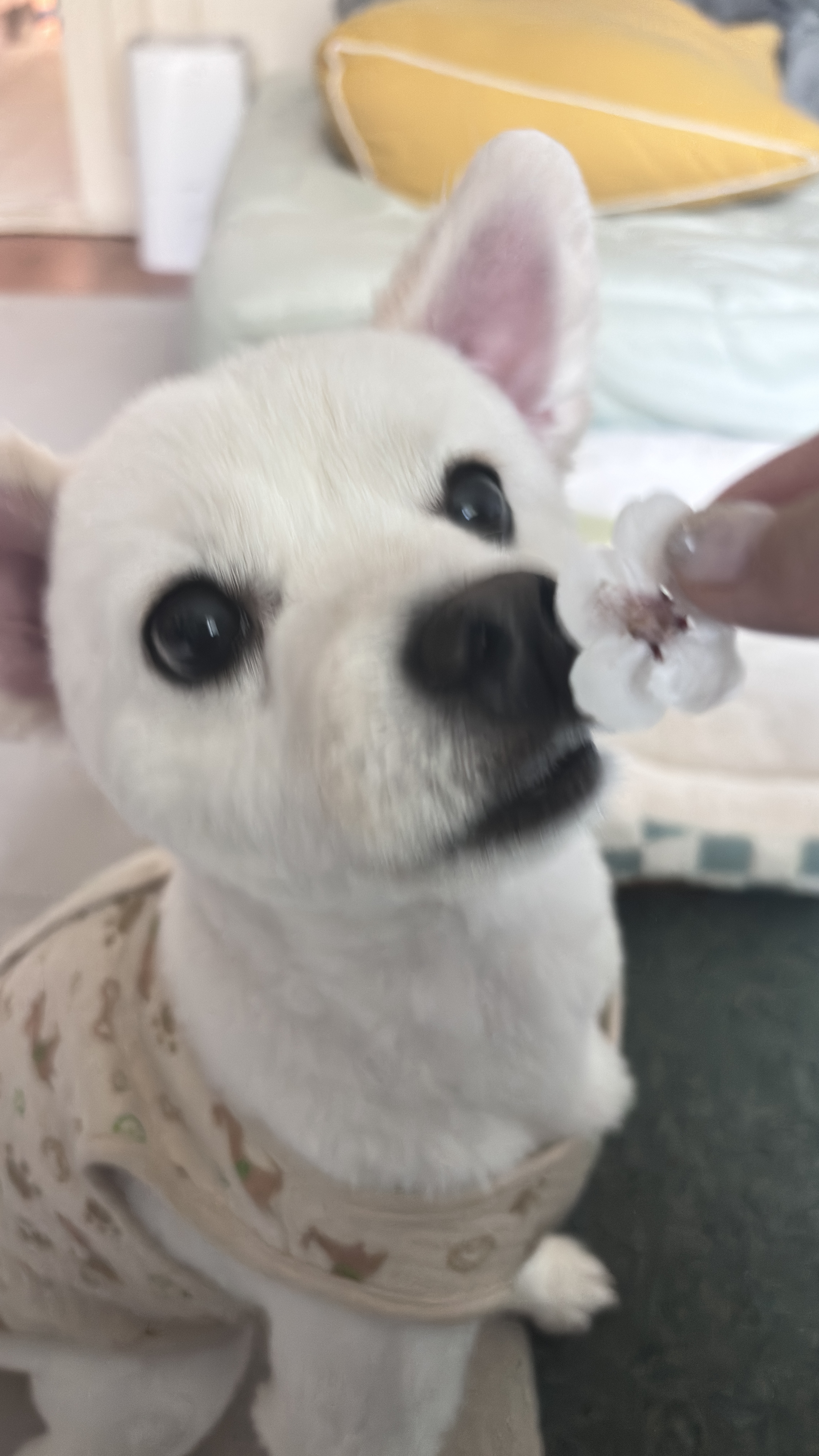 (구)머피 (현)가루 이제 이 강아지는 제껍니다.