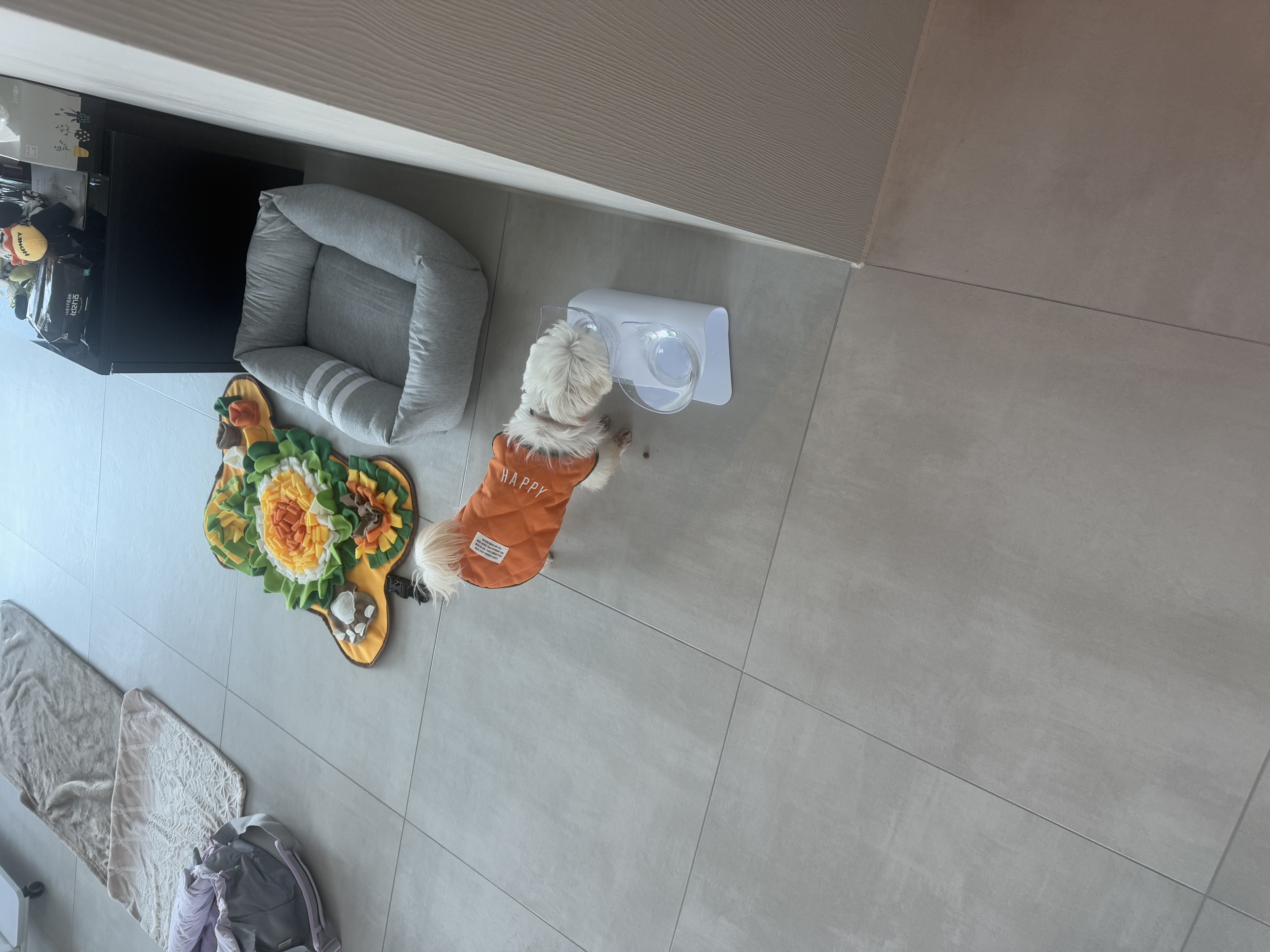 츄츄 와의 일상