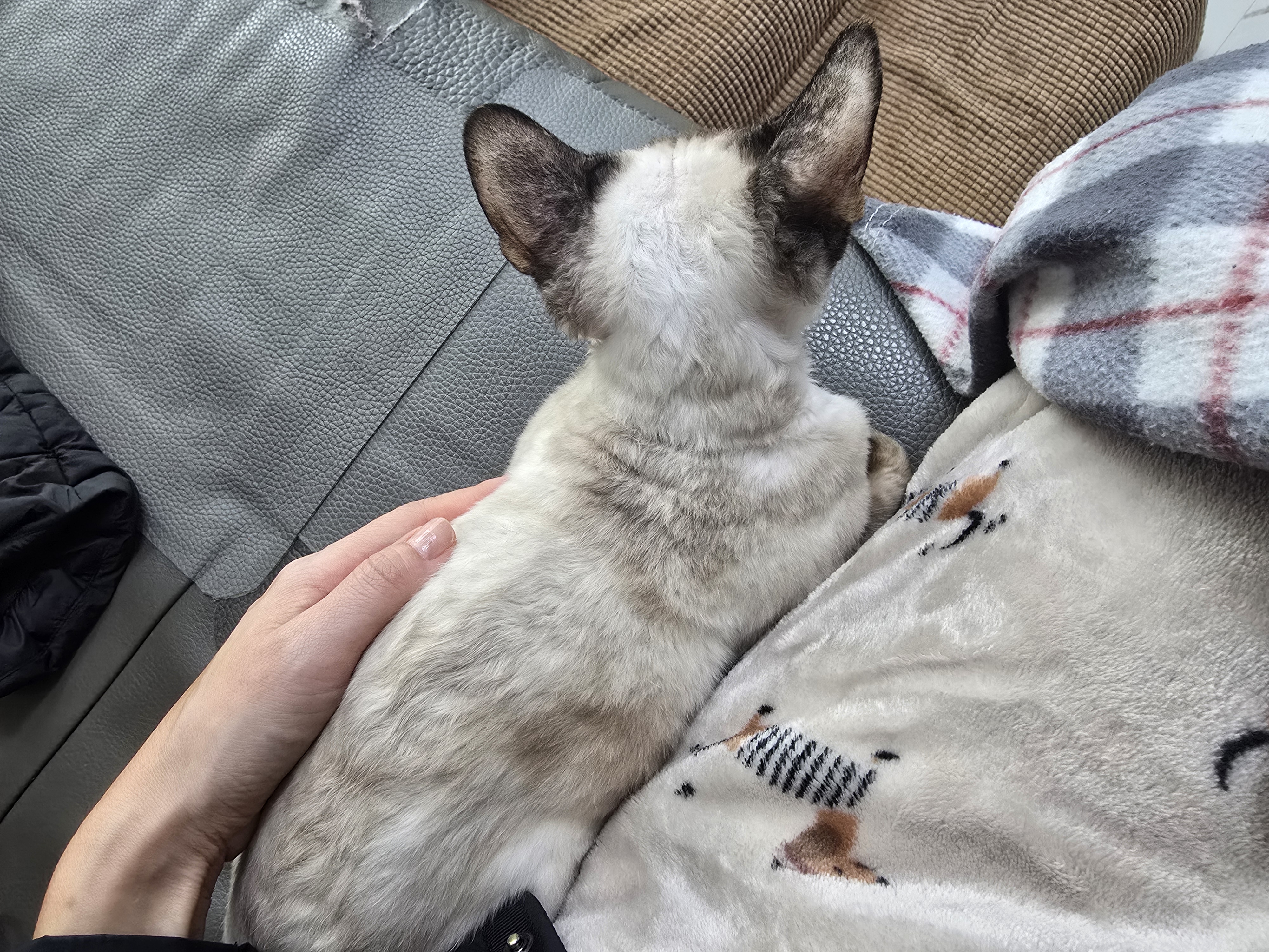 바다 입양 3갤 후기